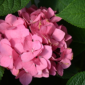Let's Dance Big Easy Hydrangea #3 gallon pot - Proven Winners
