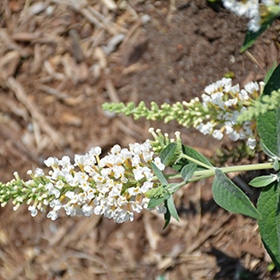 Lo & Behold Ice Chip Butterfly Bush #2 gallon pot - Proven Winners