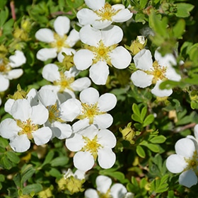 Happy Face White Potentilla #2 gallon pot