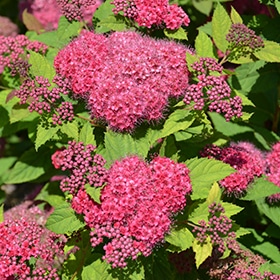 Double Play Red Spirea #2 gallon pot - Proven Winners