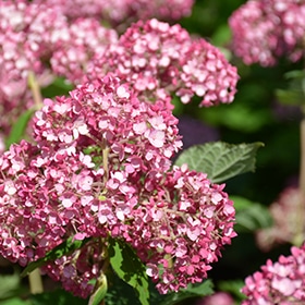 Invincibelle Garnetta Smooth Hydrangea #3 gallon pot - Proven Winners