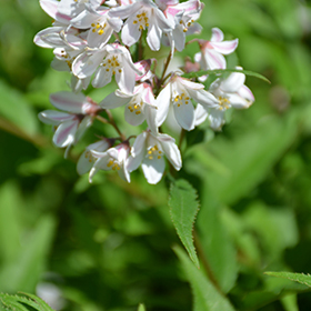 Yuki Snowflake Deutzia #3 gallon pot - Proven Winners