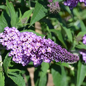 Pugster Amethyst Butterfly Bush #3 gallon pot - Proven Winners