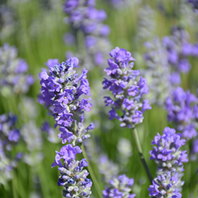 Munstead Lavender 6" pot - Stone Cottage farm