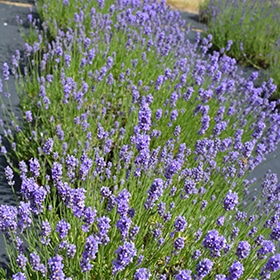 Hidcote Blue Lavender #1 gallon pot