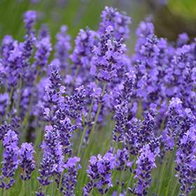 Hidcote Lavender 3.25"/pint pot - Chef Jeff