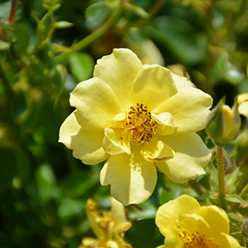 Oso Easy Lemon Zest Rose #1.5 gallon pot - Proven Winners