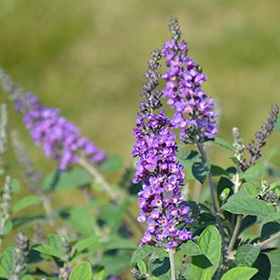 Lo & Behold Blue Chip Jr. Butterfly Bush #1.5 gallon pot - Proven Winners