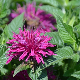 Pardon My Purple Beebalm #1.5 gallon pot - Proven Winners