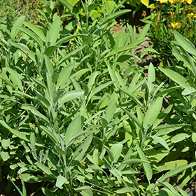 Common Sage 4.25"/Grande pot - Proven Winners