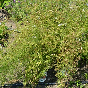 Slow Bolt Cilantro 4.25"/Grande pot - Proven Winners