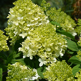 Little Lime Hydrangea #1.5 gallon pot - Proven Winners