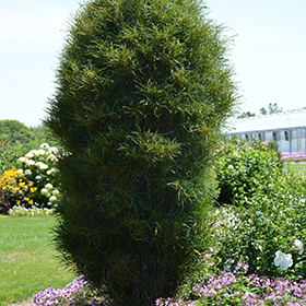Fine Line Fern Leaf Buckthorn #6 gallon pot - Proven Winners