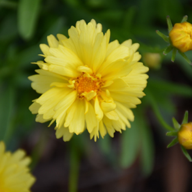 Leading Lady Charlize Tickseed #1 gallon pot