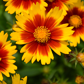 UpTick Gold and Bronze Tickseed #1 gallon pot