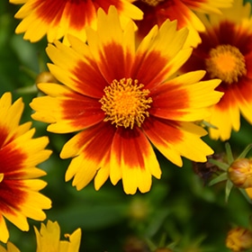 UpTick Gold and Bronze Tickseed #1.5 gallon pot