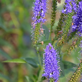 Marietta Speedwell #1 gallon pot