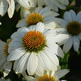 PowWow White Coneflower #1 gallon pot