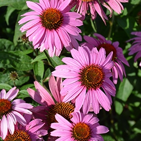 Magnus Superior Coneflower #1.5 gallon pot