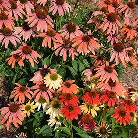 Cheyenne Spirit Coneflower #1 gallon pot