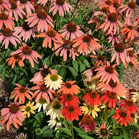 Cheyenne Spirit Coneflower #1 gallon pot