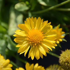 Mesa Yellow Blanket Flower #1 gallon pot