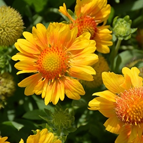 Mesa Peach Blanket Flower #1.5 gallon pot