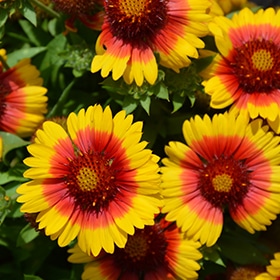Mesa Bright Bicolor Blanket Flower #1.5 gallon pot
