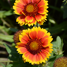 Arizona Sun Blanket Flower 4.25"/quart pot