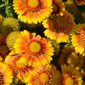 Arizona Apricot Blanket Flower #1 gallon pot