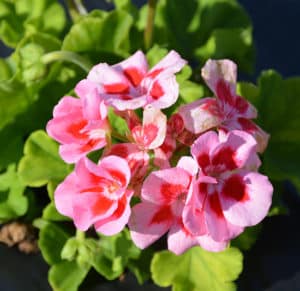 Calliope® Light Pink Splash Geranium
