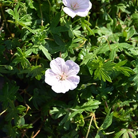 Pink Summer Cranesbill #1 gallon pot