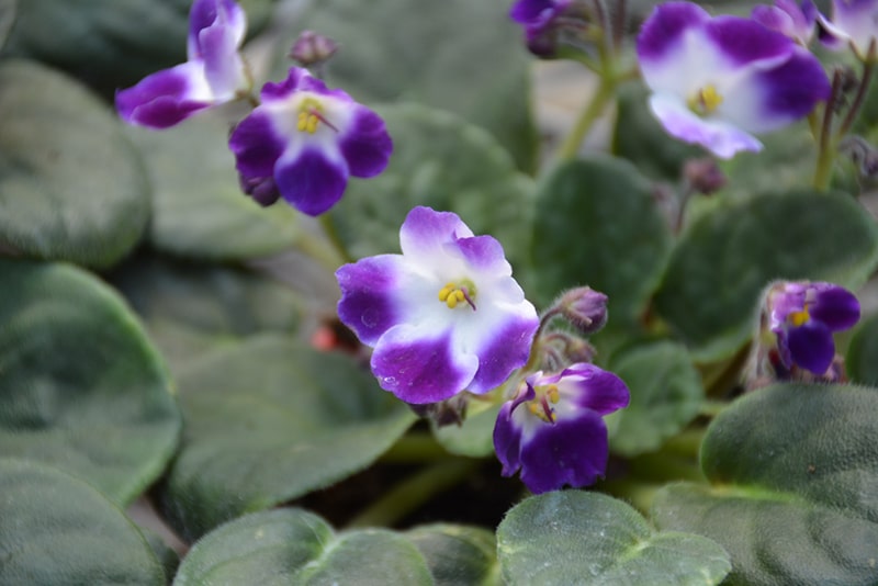 African Violets