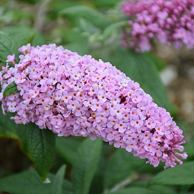 Pugster Pink Butterfly Bush #2 gallon pot - Proven Winners