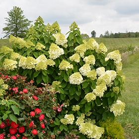 Limelight Prime Hydrangea #3 gallon pot - Proven Winners