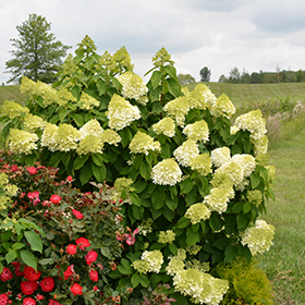 Limelight Prime Hydrangea #3 gallon pot - Proven Winners