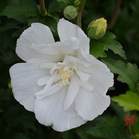 White Pillar Rose of Sharon #1.5 gallon pot - Proven Winners
