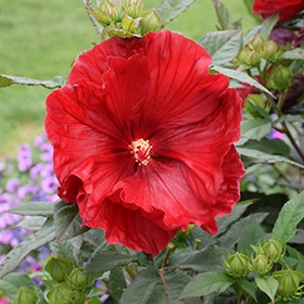 Summerific Cranberry Crush Hibiscus #3 gallon pot - Proven Winners