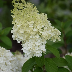 Bobo Hydrangea #2 gallon pot - Proven Winners