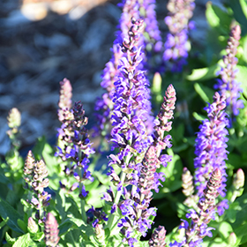 Blue Bouquetta Meadow Sage #1 gallon pot