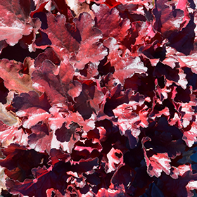 Forever Red Coral Bells #1 gallon pot