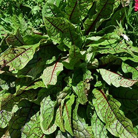 Raspberry Dressing Sorrel 3.25"/pint pot - Chef Jeff