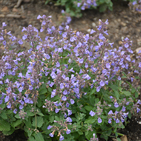 Kitten Around Catmint 4.25"/quart pot