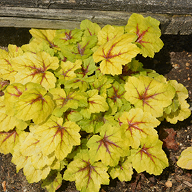 Catching Fire Foamy Bells #2 gallon pot