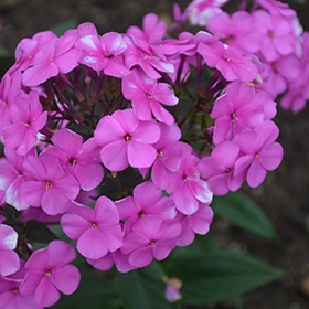 Cloudburst Phlox #1.5 gallon pot - Proven Winners