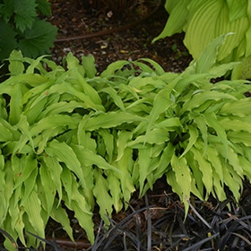 Curly Fries Hosta #1 gallon pot