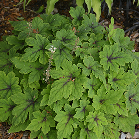 Fingerpaint Foamflower #1 gallon pot