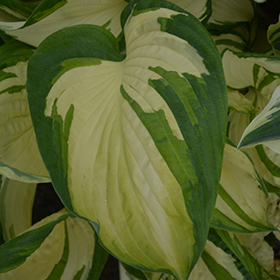 Vulcan Hosta #2 gallon pot