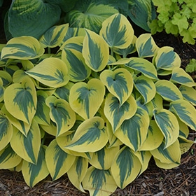 Shadowland Autumn Frost Hosta #1.5 gallon pot - Proven Winners