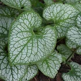 Jack Frost Bugloss #1 gallon pot